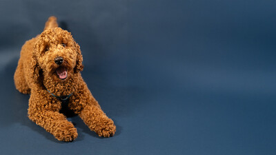 Nacho op kantoor: wat kantoorhonden doen met de sfeer, het werk en de mens achter de functie